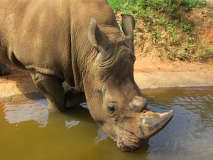 Uma das grandes atrações do Zooparque é o troncudo rinoceronte. Ou melhor, são os troncudos rinocerontes, pois há vários deles por lá (Foto: Eduardo Oliveira)