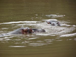 Um casal de hipopótamos se refresca por horas ali nas águas de um dos lagos do complexo (Foto: Eduardo Oliveira)