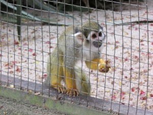 O Mico de Cheiro pode ser encontrado da Amazônia até a Costa Rica; e no Zooparque, também (Foto: Eduardo Oliveira)