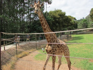 A girafa atrai olhares curiosos dos turistas que visitam o zoo (Foto: Eduardo Oliveira)
