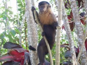 Um solitário macaco-prego observa atento o movimento dos turistas. Animais vêm à área concretada em busca de alimentos (Foto: Eduardo Oliveira)