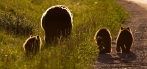 Ursos pardos e negros, alces, veados, lobos, carneiros selvagens, renas, coiotes, linces e marmotas fazem parte da fauna presente na região (Foto: Banff/Divulgação)
